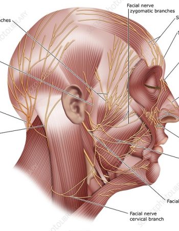 Facial nerve anatomy, illustration. Fourteen nerves and their branches are labelled here. Many of these nerves enervate muscles used in facial expressions, as well as mediating the sense of taste. Several branches are shown of the facial nerve, also known as the seventh cranial nerve, one of the major nerves of the head. For a version of this image without labels, see C046/5205.